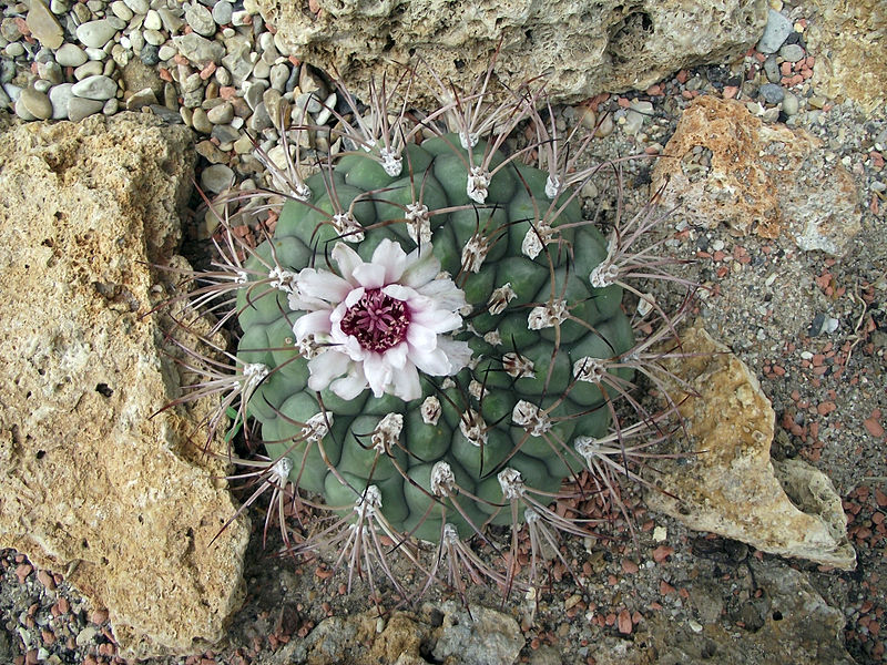 Файл:Gymnocalycium pflanzii ssp. zegarrae 1.jpg