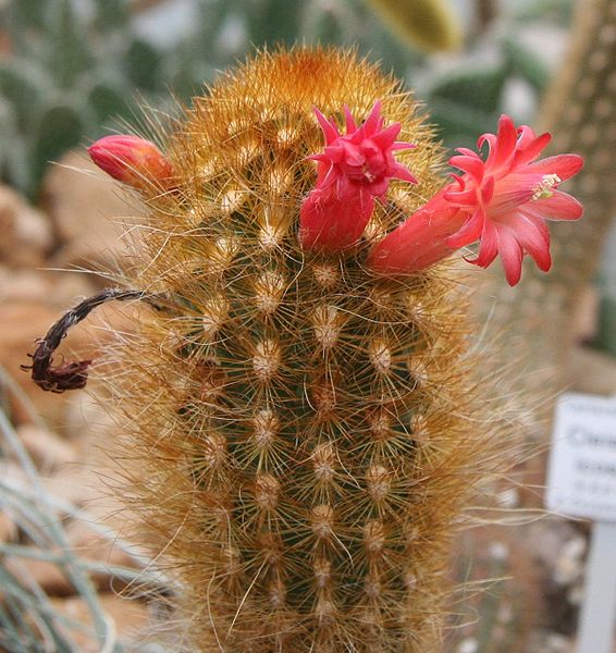 Файл:Cleistocactus icosagonus 3.jpg