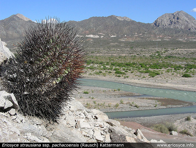 Файл:Eriosyce strausiana ssp. pachacoensis.jpg