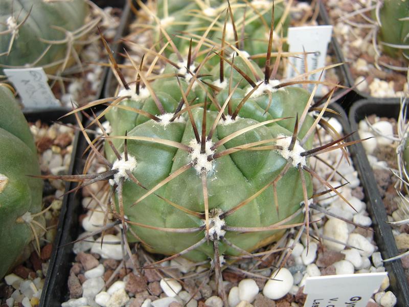 Файл:Gymnocalycium achirasense var. chacrasense LB 362.jpg