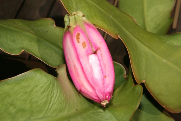 Файл:Epiphyllum phyllanthus 2.jpeg