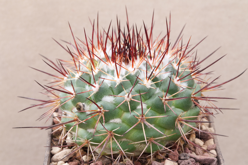 Файл:Mammillaria petrophila 25 Luca.jpg