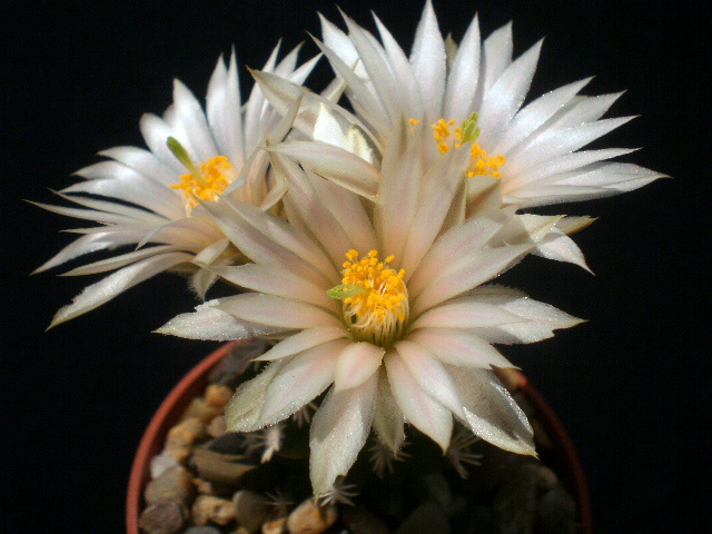 Файл:Escobaria abdita 0.jpg