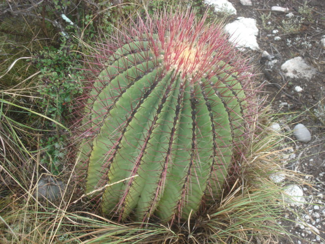 Файл:Ferocactus haematacanthus 865408.jpg