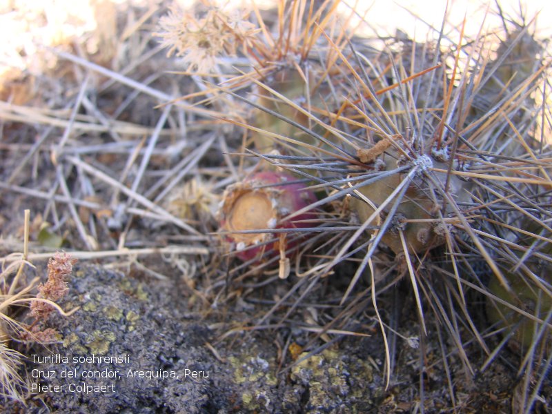 Файл:Tunilla soehrensii 6.jpg
