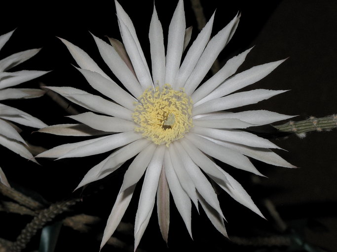 Файл:Peniocereus striatus 2.jpeg
