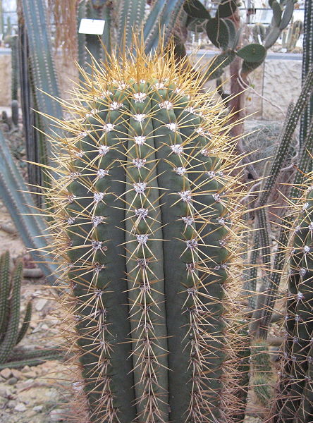 Файл:Echinopsis terscheckii 2.jpg