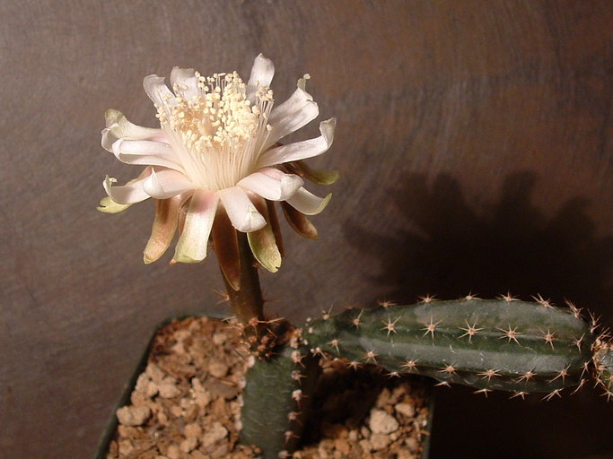 Файл:Peniocereus occidentalis 1.jpeg