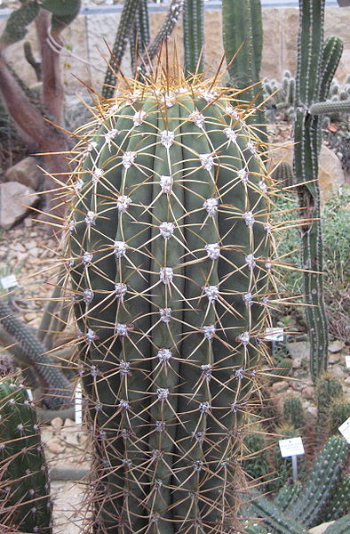 Файл:Echinopsis terscheckii 1.jpg