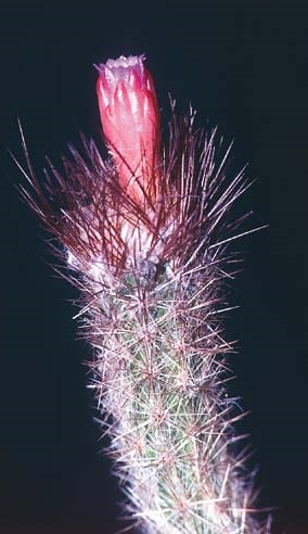 Файл:Arrojadoa beateae PB.jpg