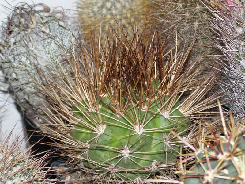 Файл:Rebutia fidana ssp. fidana 4.jpg