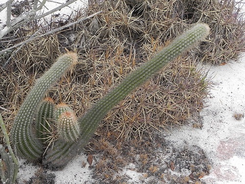 Файл:Stephanocereus luetzelburgii.jpg