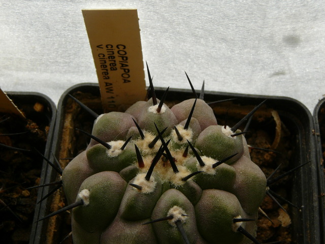 Файл:Copiapoa cinerea ssp. cinerea 1.jpg