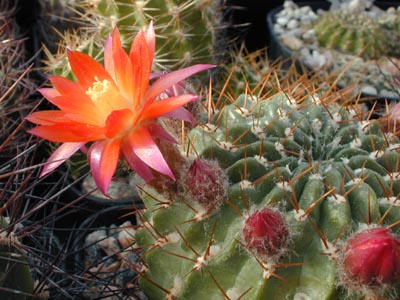 Файл:Echinopsis maximiliana ssp. maximiliana.jpg