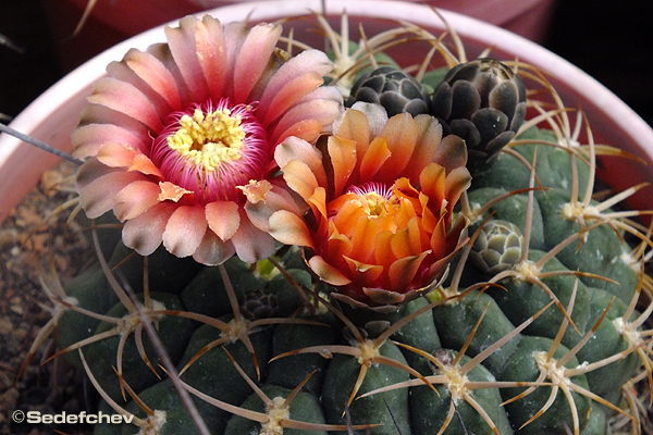 Файл:Gymnocalycium oenanthemum 2.jpg