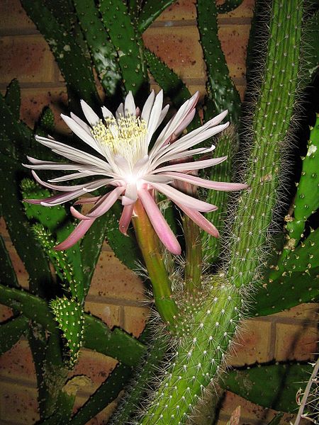 Файл:Peniocereus serpentinus 1.jpg