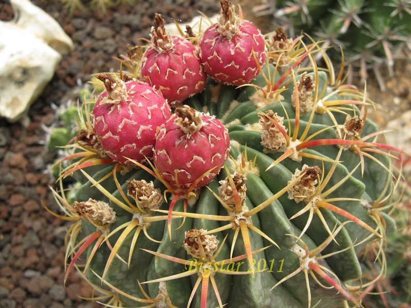 Файл:Ferocactus macrodiscus ssp. septentrionalis 2.jpg