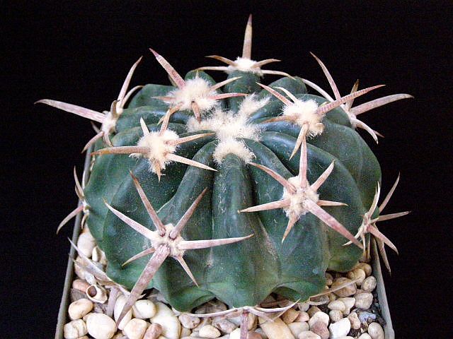 Файл:Echinocactus texensis 1.jpg