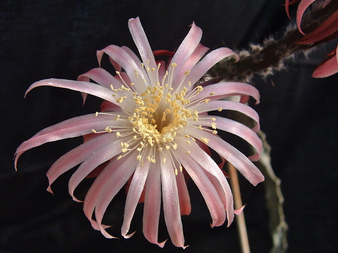 Файл:Peniocereus marianus 3.jpeg