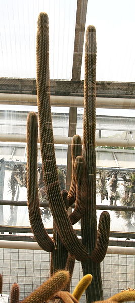 Файл:Browningia microsperma.jpg