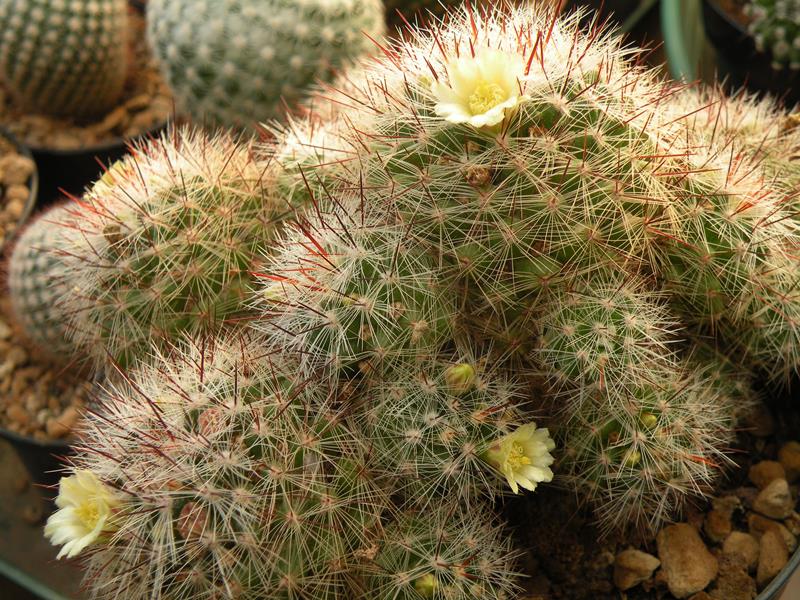 Файл:Mammillaria vetula ssp. vetula 177.jpg