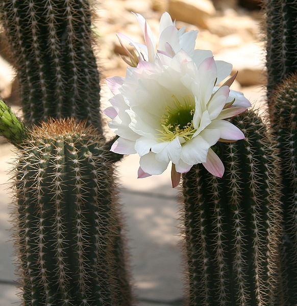 Файл:Echinopsis schickendantzii 2.jpg
