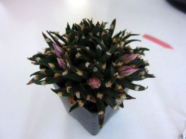 Файл:Ariocarpus agavoides 6.jpg