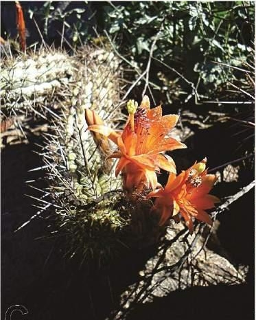 Файл:Loxanthocereus jajoianus.jpg