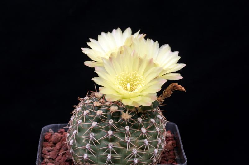 Файл:Gymnocalycium leeanum v. netrelianum 524.jpg