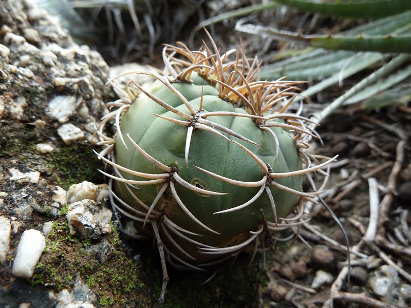 Файл:Gymnocalycium pugionacanthum h3.jpg