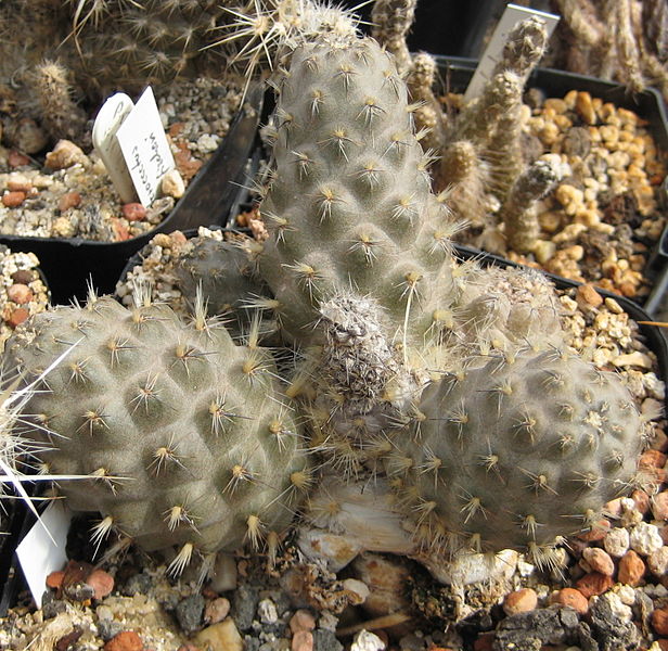Файл:Pterocactus hickenii.jpg
