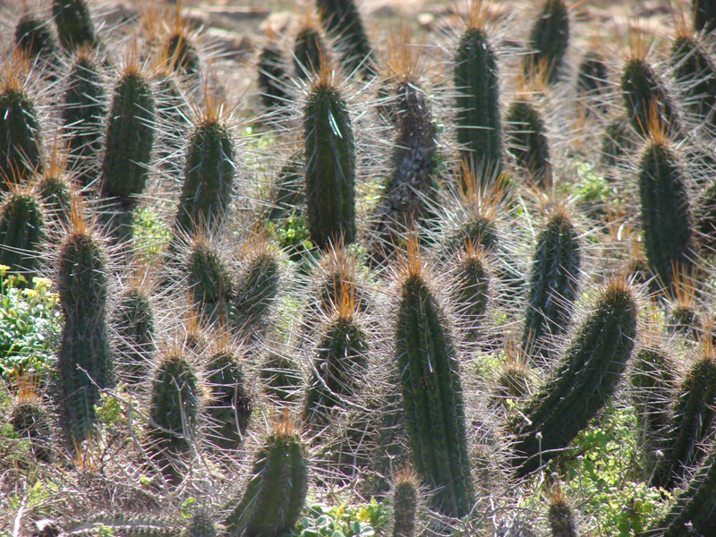 Файл:Eulychnia castanea 3.jpg