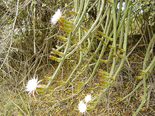 Файл:Selenicereus spinulosus4HIBT.jpg