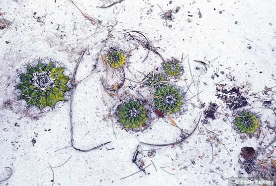 Файл:Discocactus insignis.jpg