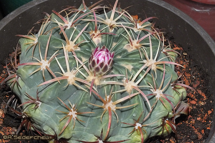 Файл:Ferocactus macrodiscus 7.jpg