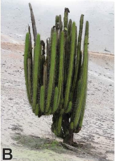 Файл:Corryocactus brachypetalus 1.jpg