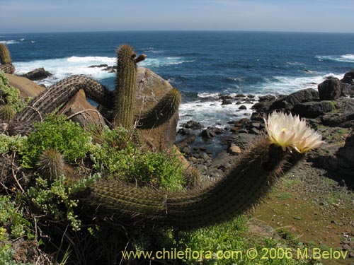 Файл:Echinopsis chiloensis ssp. litoralis 2.jpg