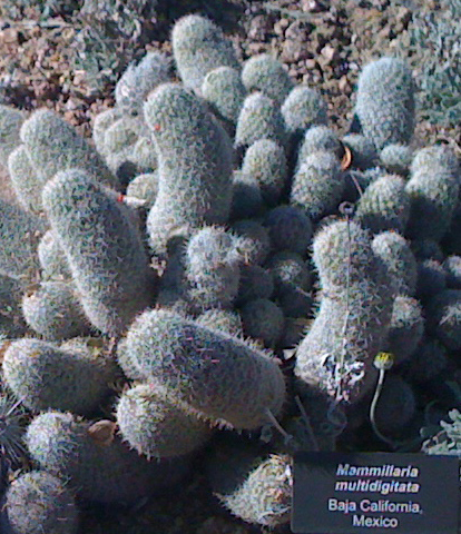 Файл:Mammillaria multidigita DBG.jpg