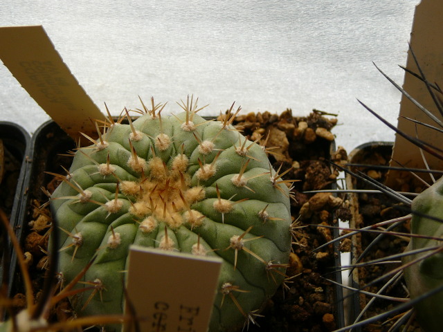 Файл:Copiapoa cinerea ssp. columna-alba 2.jpg