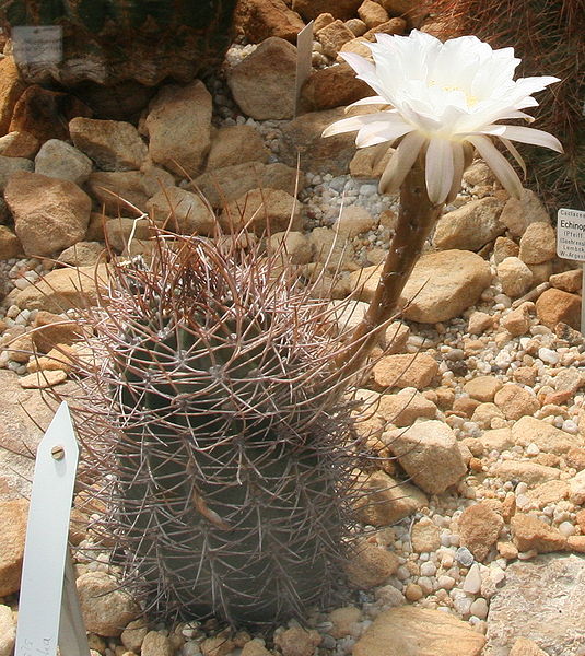 Файл:Echinopsis leucantha 2.jpg