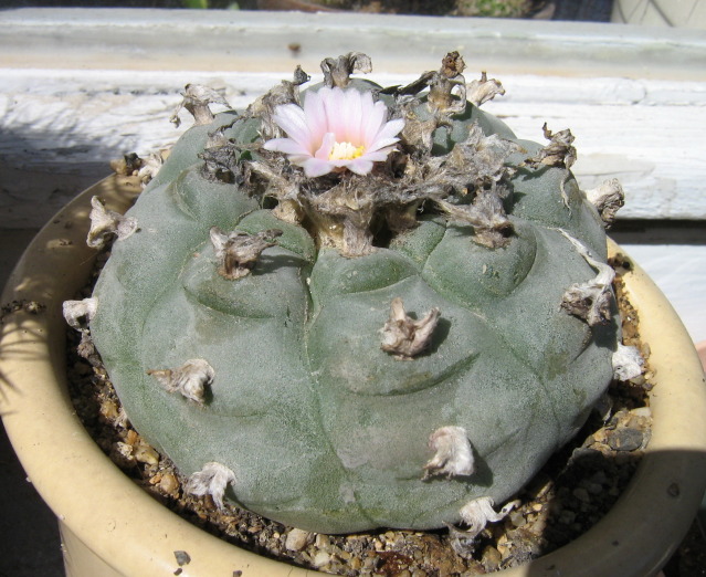 Файл:Lophophora williamsii 2.jpg