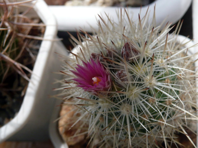 Файл:Escobaria sneedii ssp. orcuttii 3.jpg