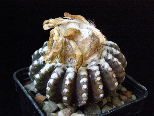 Файл:Discocactus horstii 3 - Asensy.jpg