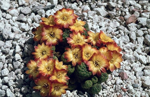Файл:Rebutia steinbachii ssp. verticillacantha.jpg