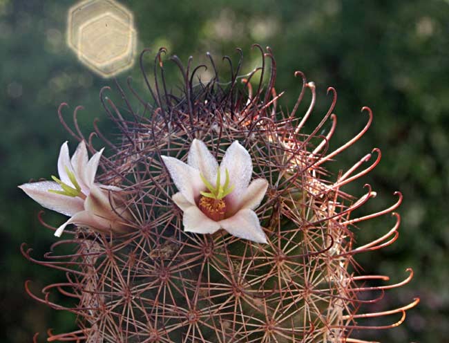 Файл:Mammillaria hutchinsoniana 02.jpg