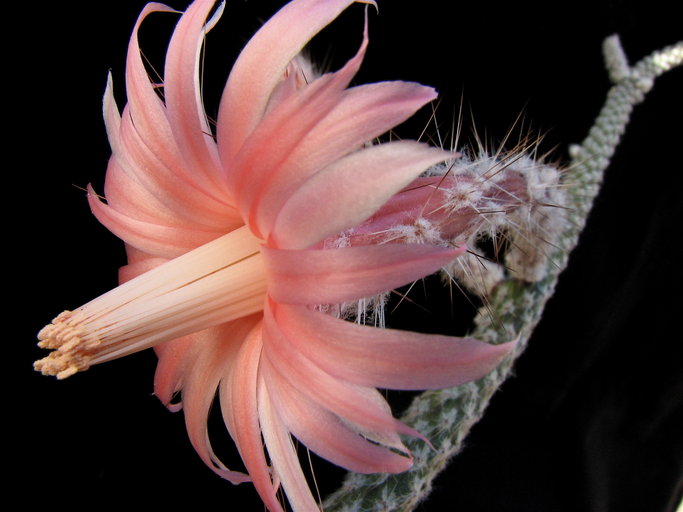 Файл:Peniocereus lazaro-cardenasii 2.jpeg