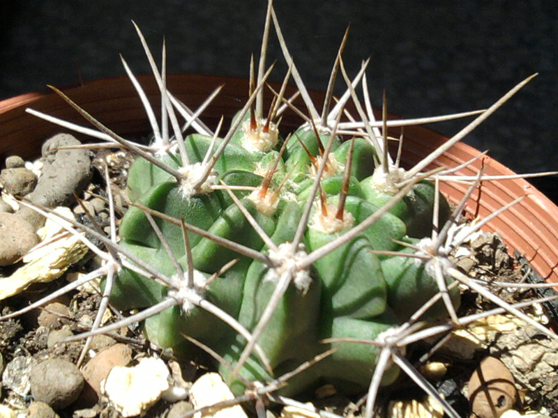 Файл:Gymnocalycium hossei.jpg