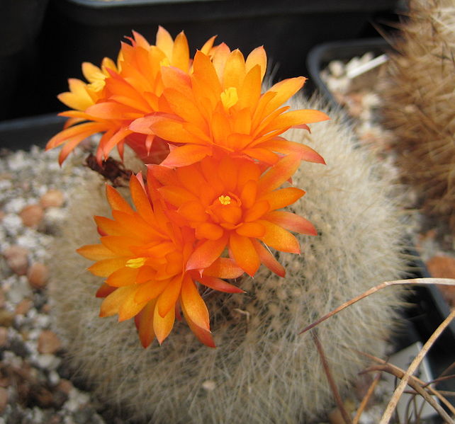 Файл:Parodia haselbergii ssp. haselbergii 5.jpg