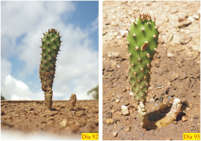 Файл:Opuntia boldinghii 4.jpg