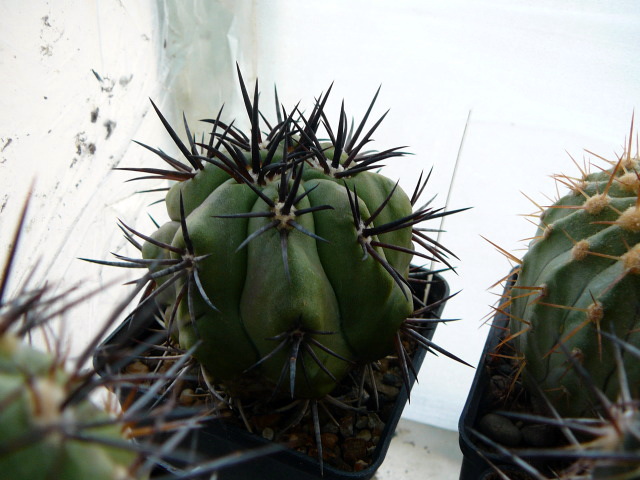 Файл:Copiapoa echinoides AW91.jpg